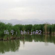 ϲ