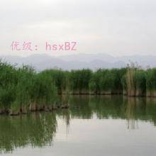 ṹ