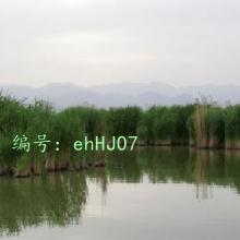 г