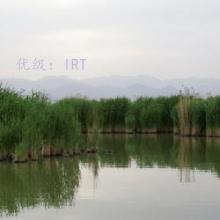 ϲ