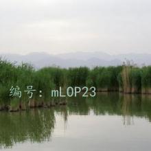 ṹ